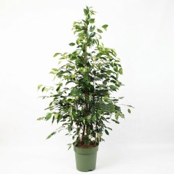 FICUS BENJ. EXOTICA V27