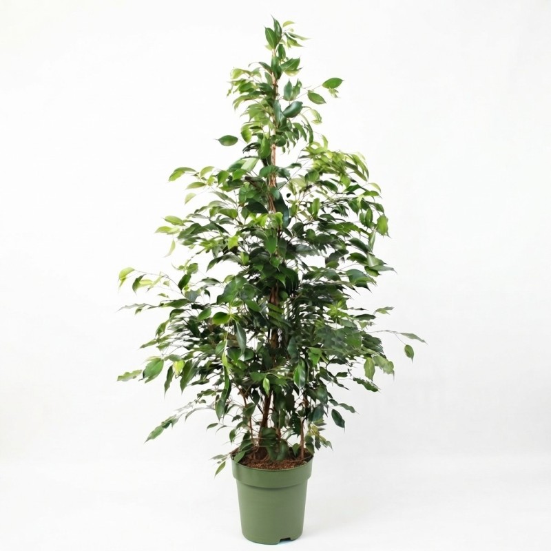 FICUS BENJ. EXOTICA V27