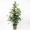 FICUS BENJ. EXOTICA V27