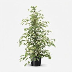 FICUS BENJ. TWILIGHT V21
