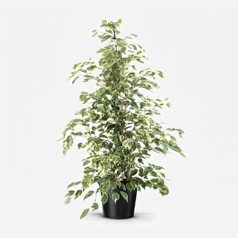 FICUS BENJ. TWILIGHT V21