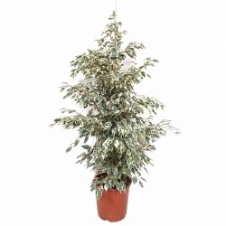 FICUS BENJ. TWILIGHT V27
