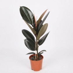 FICUS ELASTICA ABIDJAN V21