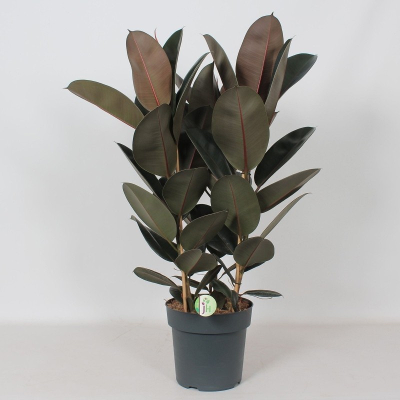 FICUS ELASTICA ABIDJAN V27