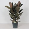 FICUS ELASTICA ABIDJAN V27