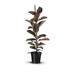 FICUS ELASTICA BELIZE V21