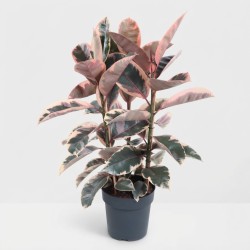 FICUS ELASTICA BELIZE V27