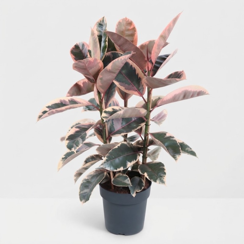 FICUS ELASTICA BELIZE V27
