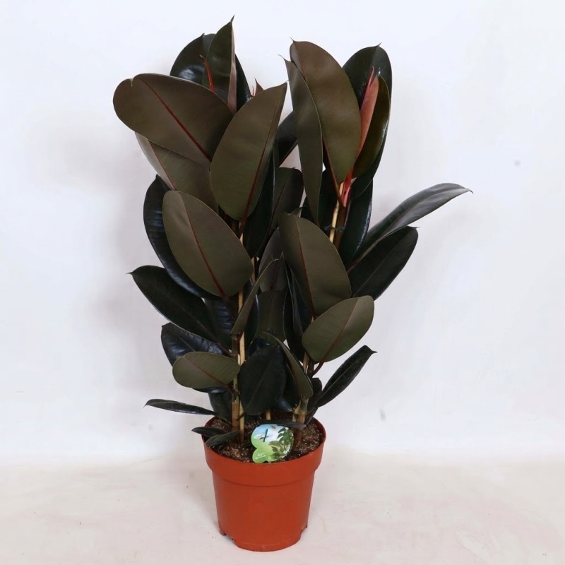 FICUS ELASTICA ABIDJAN V24
