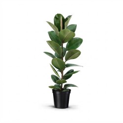 FICUS ELASTICA ROBUSTA V21