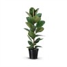 FICUS ELASTICA ROBUSTA V21