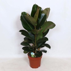 FICUS ELASTICA ROBUSTA V24