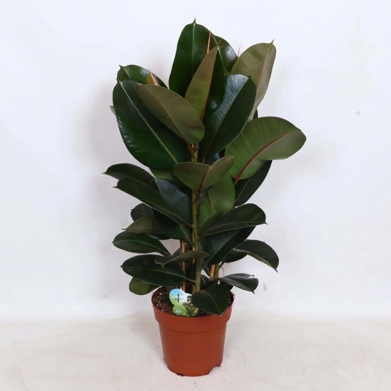 FICUS ELASTICA ROBUSTA V24