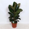 FICUS ELASTICA ROBUSTA V24