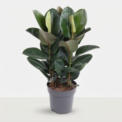 FICUS ELASTICA ROBUSTA V27