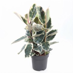 FICUS ELASTICA TINEKE V27