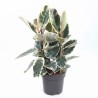 FICUS ELASTICA TINEKE V27