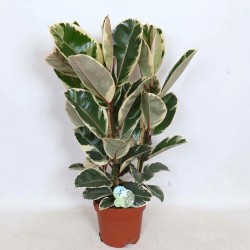 FICUS ELASTICA TINEKE V24
