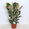 FICUS ELASTICA TINEKE V24