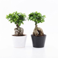 FICUS MICR. GINSENG V17 +VASO