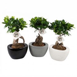 FICUS MICR. GINSENG V19 +VASO1