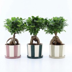 FICUS MICR. GINSENG V19 +VASO2