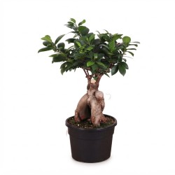 FICUS MICR. GINSENG V17