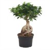 FICUS MICR. GINSENG V19