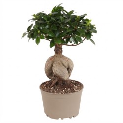 FICUS MICR. GINSENG V19
