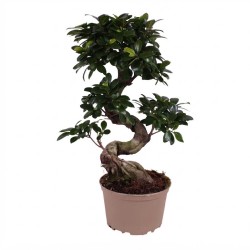 FICUS MICR. GINSENG V20 S