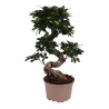 FICUS MICR. GINSENG V20 S