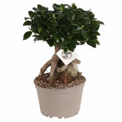 FICUS MICR. GINSENG V22