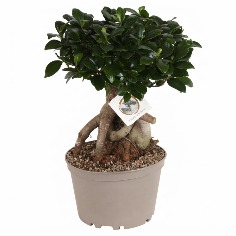FICUS MICR. GINSENG V22
