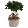 FICUS MICR. GINSENG V22