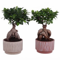 FICUS MICR. GINSENG V20 +VASE