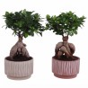 FICUS MICR. GINSENG V20 +VASO