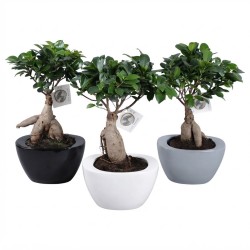 FICUS MICR. GINSENG V22 +VASO