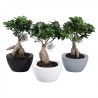 FICUS MICR. GINSENG V22 +VASO
