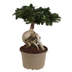FICUS MICR. GINSENG V24
