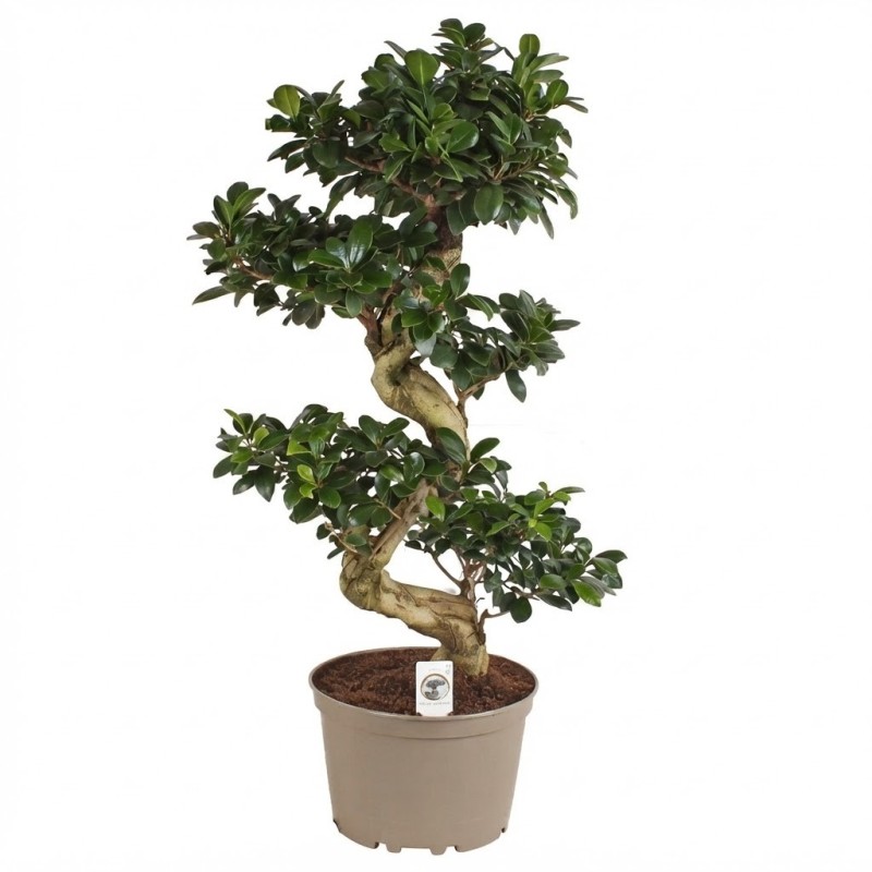 FICUS MICR. GINSENG V24 S