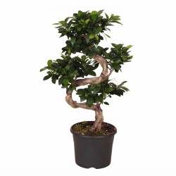 FICUS MICR. GINSENG V24 S