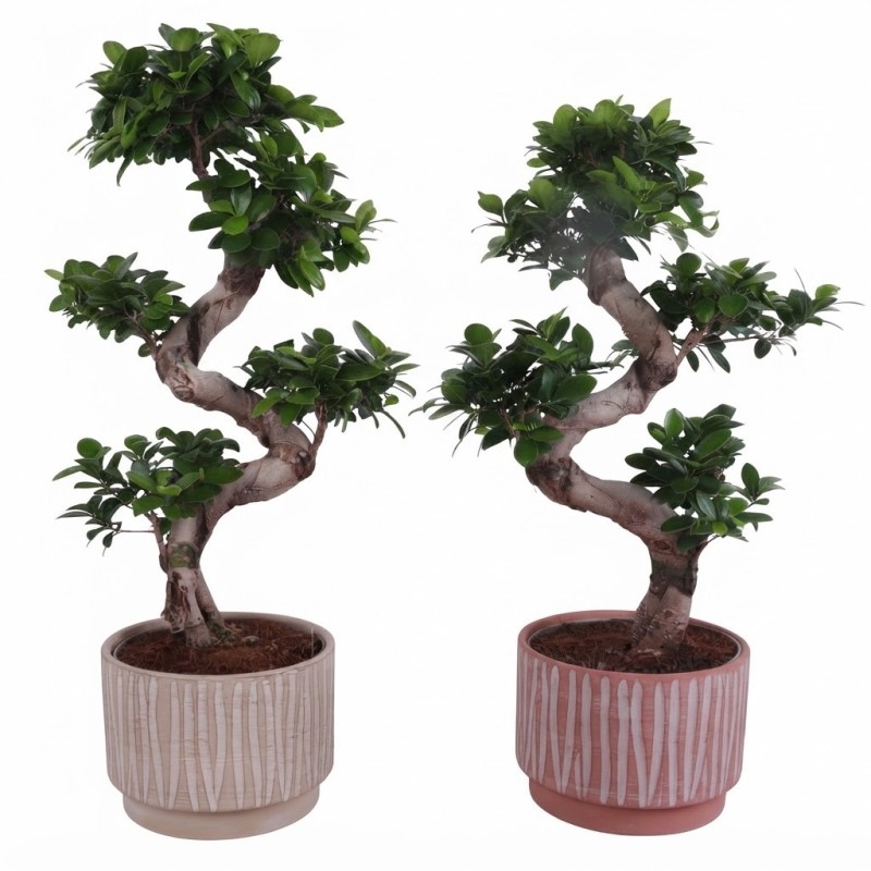 FICUS MICR. GINSENG V24 S+VASO