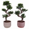 FICUS MICR. GINSENG V24 S+VASO