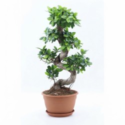FICUS MICR. GINSENG V27 S
