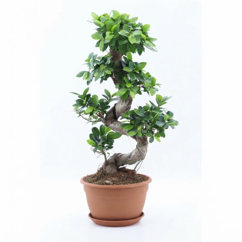 FICUS MICR. GINSENG V27 S