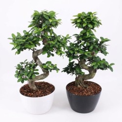 copy of FICUS MICR. GINSENG V27 S