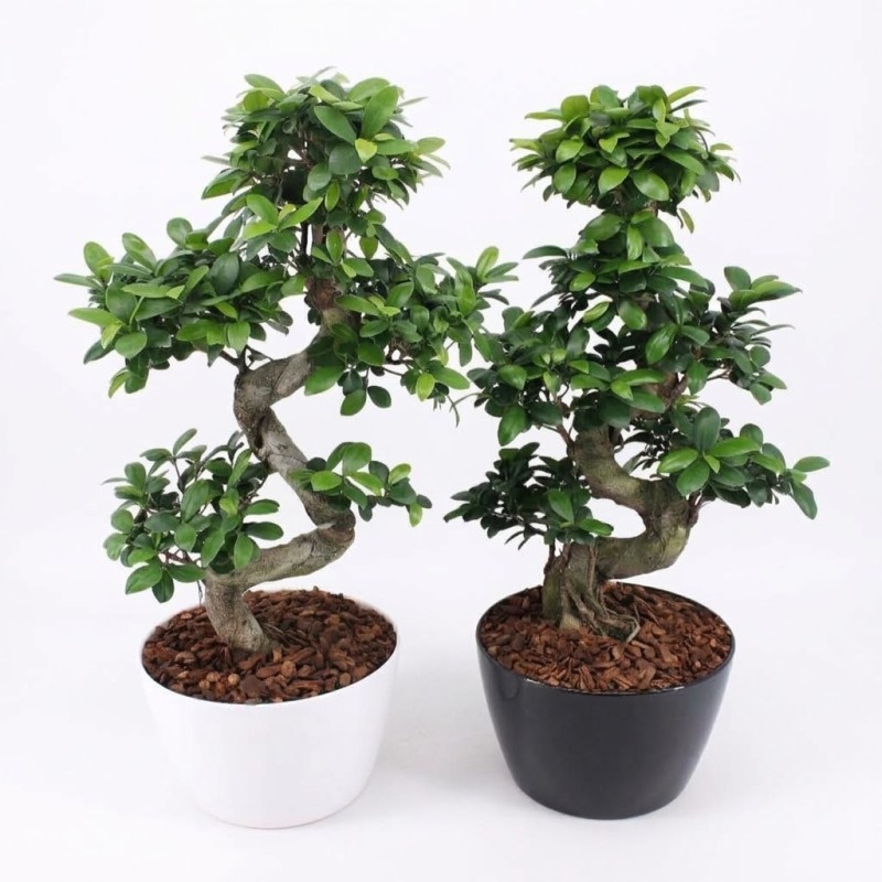 FICUS MICR. GINSENG V27 S+VASO