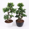 FICUS MICR. GINSENG V27 S+VASO