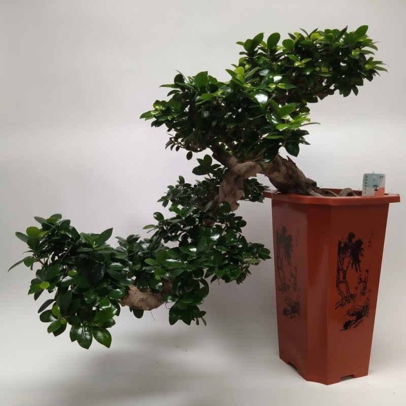 FICUS MICR. GINSENG V30 C