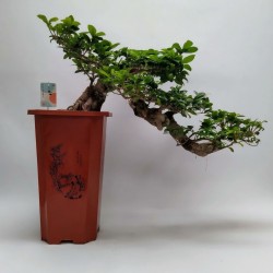 FICUS MICR. GINSENG V30 C